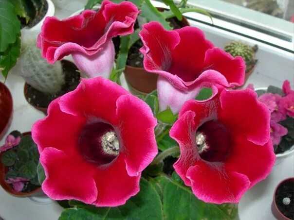 Flowers Beautiful flowers, Amazing flowers, Flowers