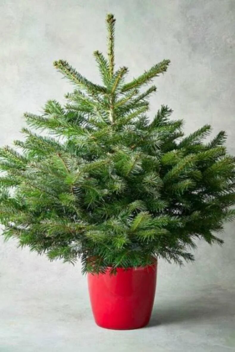 Цветок новогодний кипарисовик. Ель канадская десембер. Елочки как ухаживать. Ель коника комнатная. Ель канадская laurin.