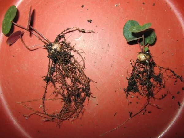 Цикламен делением клубня. Цикламен размножение. Цикламен цветок размножение. Цикламен листьями размножается. Цикламен черенкование.