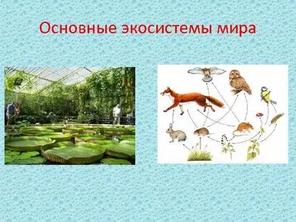 Экосистема год