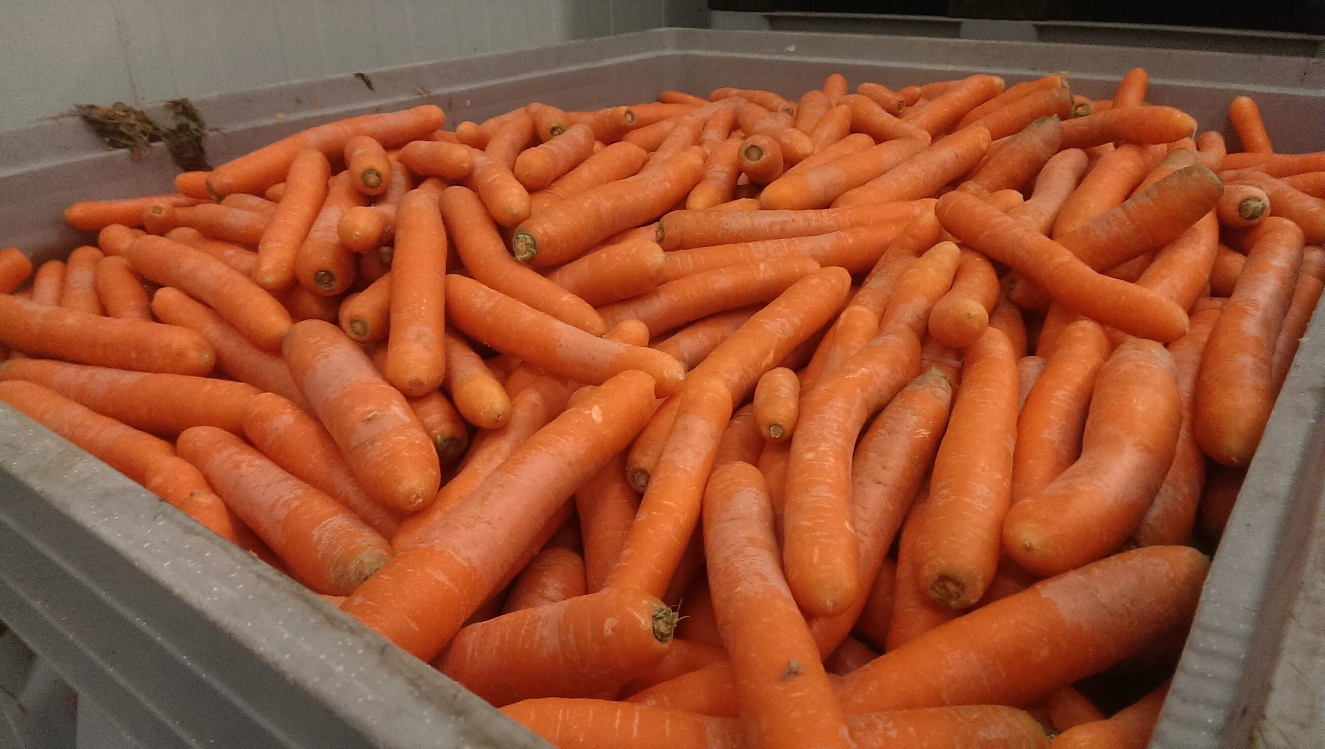 10 килограмм моркови. Морковь мытая. Морковь, сетка. Морковь импортная. Морковь в магазине.