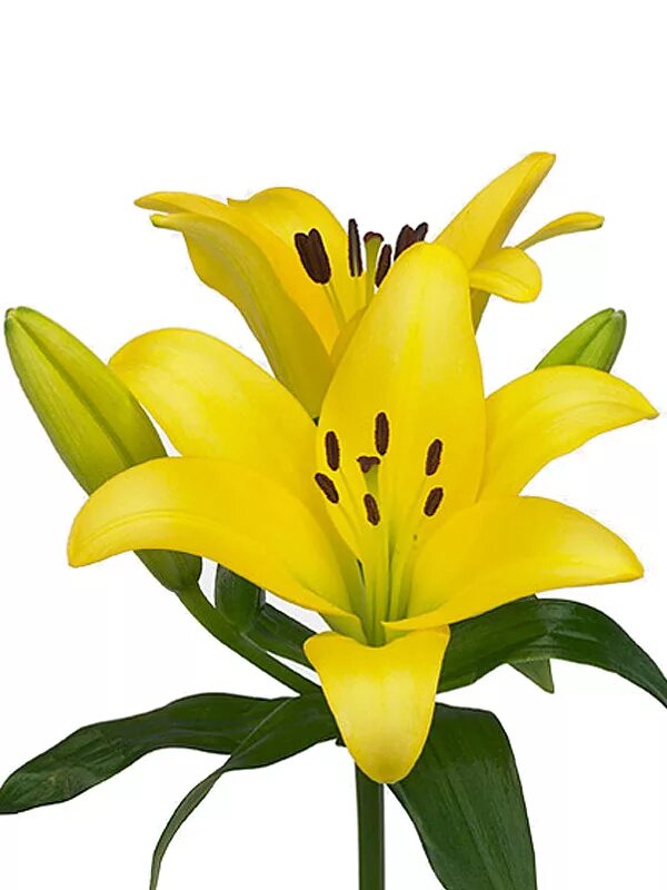 Лилия цветок 550 лилия 800 цветок 950. Лилия азиатская уайт. Lilium hinault. Лилия цветок 550 лилия 800 цветок 950. Лилия цветок 550 лилия 800 цветок 950.
