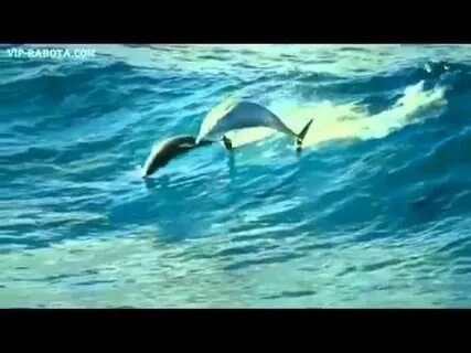 Дельфины в ураган слова