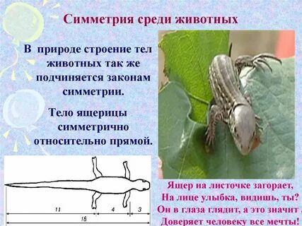 У земноводных двусторонняя симметрия тела