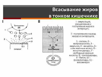 Кишечная механизмы