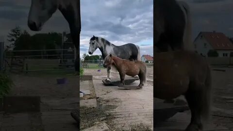 Оказывается лошадь