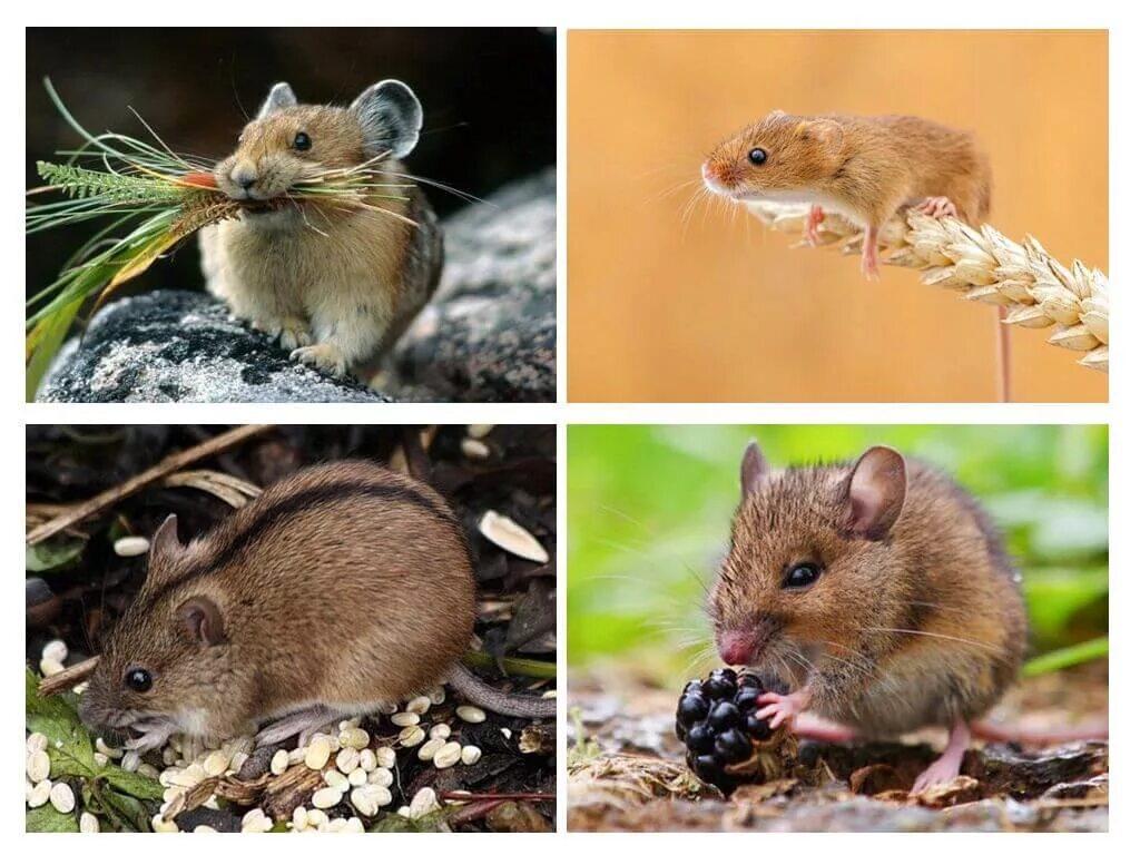 Полевые мыши зимой. Полевка питается. Питание мыши полевки. Мышь полевка питается. Мышь полевка запасы.