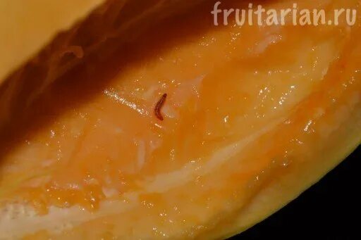 хурма персимон косточка.