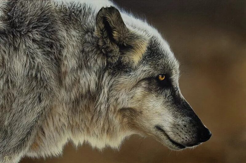 Так как это может. Кристина Пенеску картины. Жизнь волка. Философия волка. Волк царь зверей.