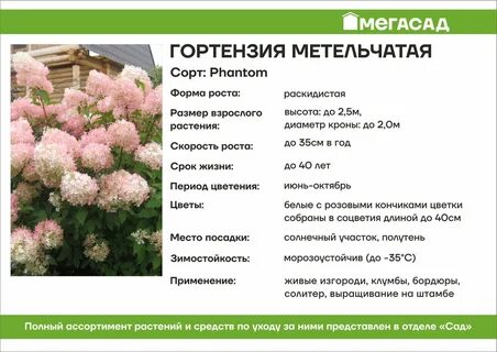 Схема посадки гортензия метельчатая