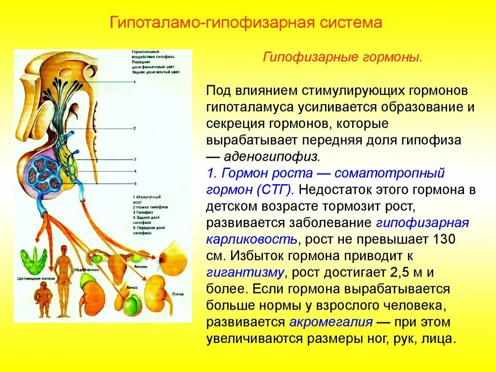 Органы выделения мочевыделительная система строение, функции. Выделительная система строение и функции мочевыделительной системы. Гипоталамо-гипофизарная система тиреотропин. Выделительная функция строение. Тиреотропный гормон гипофиза