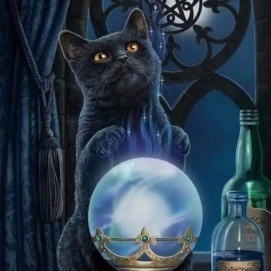 Кот гадает