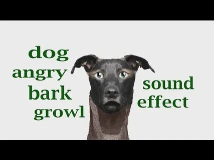 Dog barking sound