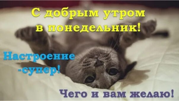 Смешные открытки с добрым утром с понедельником. С добрым утром понедельника картинки прикольные. понедельник картинки прикольные. котик утро понедельника. доброе утро понедельника прикольные смешные.