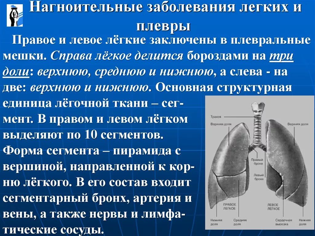 Заболевания левого легкого. Плевральный мешок легких. Правый и левый плевральный мешок. Утолщение апикальной плевры. Париетальная плевра делится на.