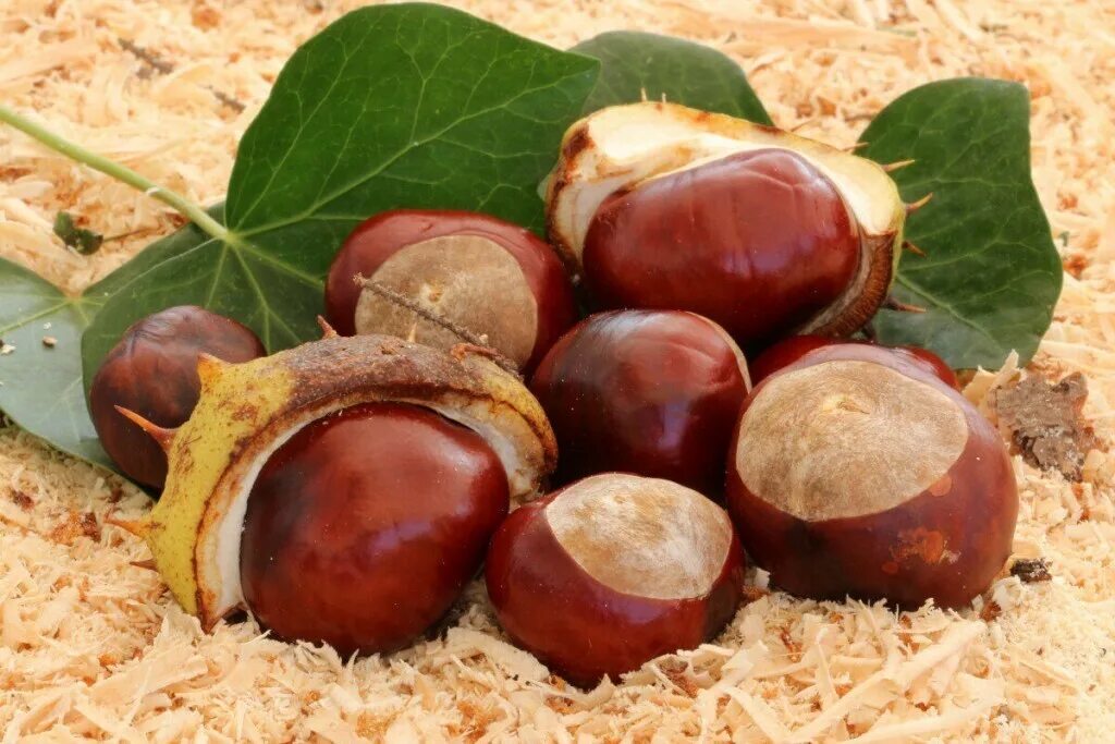 Каштан конский (aesculus). Каштан конский орехи. Каштан плод шипастый. Каштан конский орех. Каштан конский орехи.