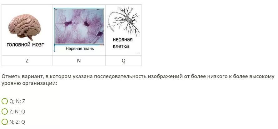 Отметь вариант в котором все слова. Отметь вариант в котором. Отметь изображение на котором виден уровень организации. Нервная ткань препарат. Отметьте изображение в котором данный уровень организации.