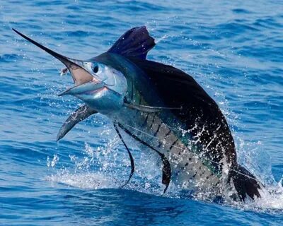 Marlin марлин
