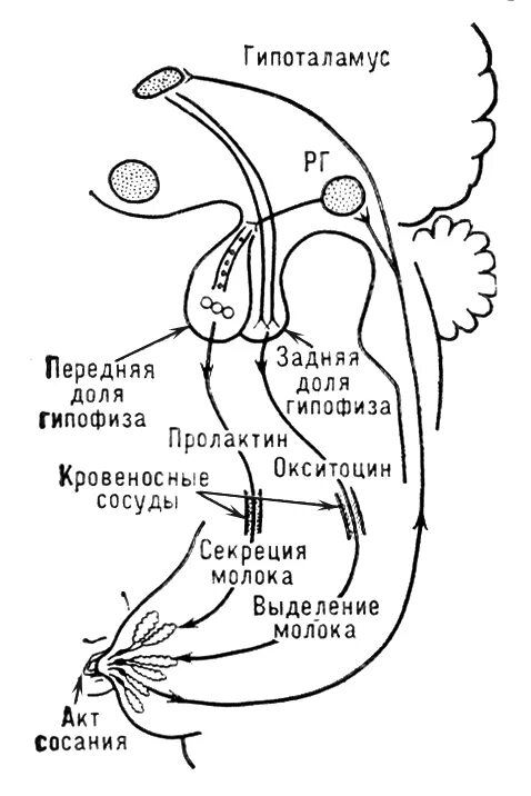 Окситоцин гормон схема. Схема рефлекса окситоцина и пролактина. Окситоцин схема действия. Регуляция секреции пролактина схема.