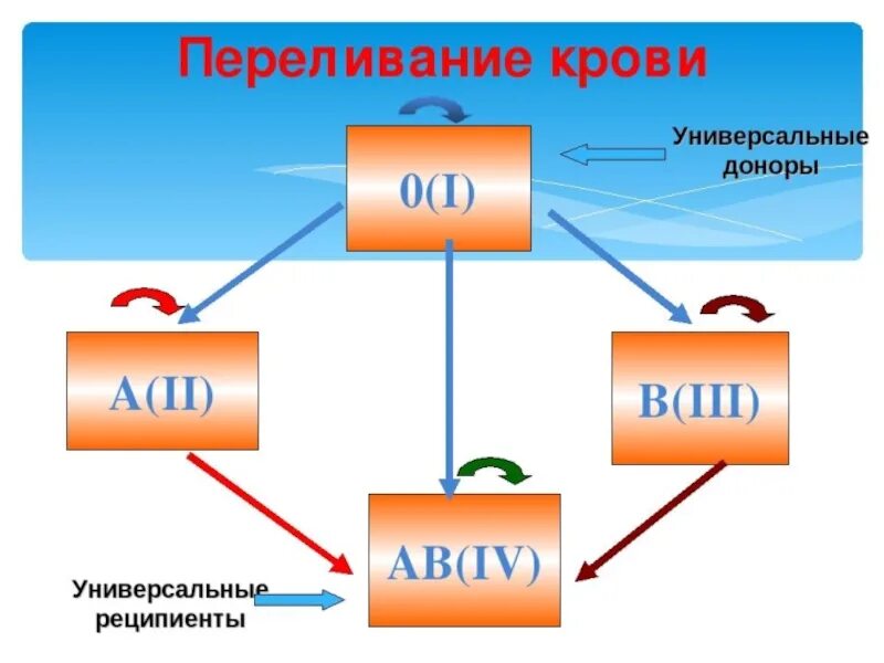 Схема переливания крови 8 класс биология. Рисунок-схема переливания крови 8 класс биология. Группы крови 8 класс биология. Группа крови переливание крови 8 класс.