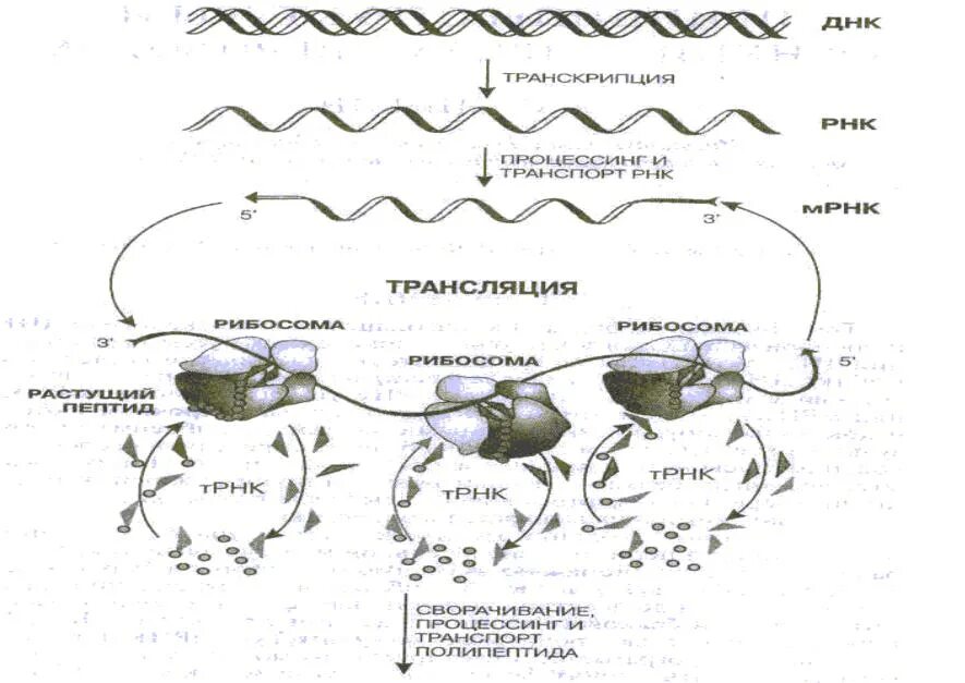 Общая схема синтеза белка. Схема процесса транскрипции Биосинтез белка. Общая схема биосинтеза белка.