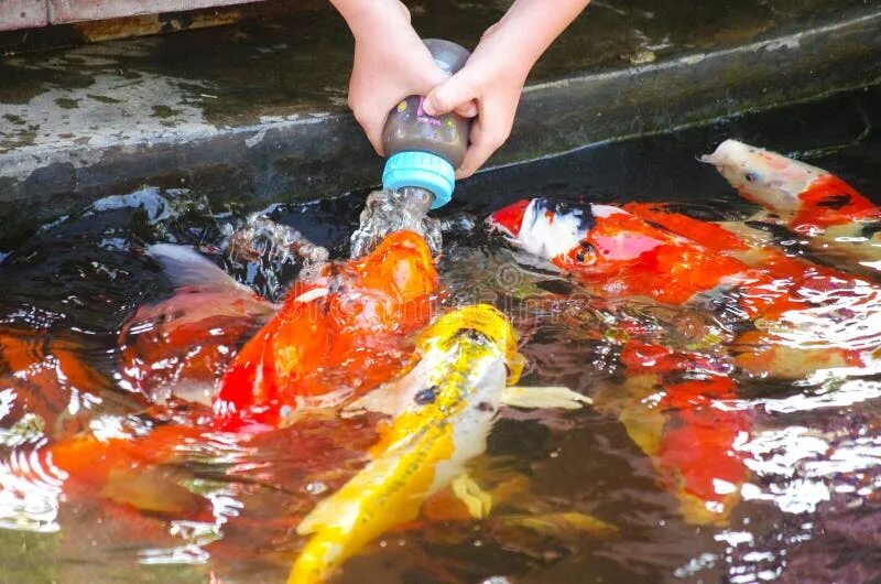 Кормление рыб. Корм для карпа кои. Карпы кои в океанариуме адлер. Карпы кои. Карпы кои корм.