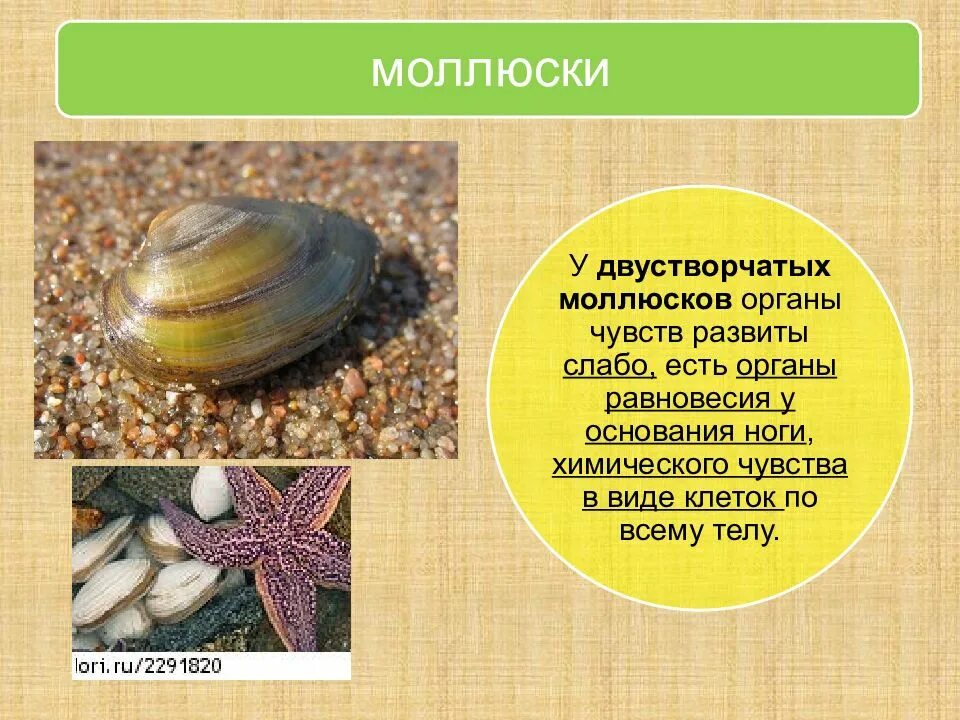 Число видов двустворчатых. Класс двустворчатые моллюски органы чувств. органы чувств двустворчатых моллюсков таблица. органы осязания у двустворчатых моллюсков. органы чучств малюсела.