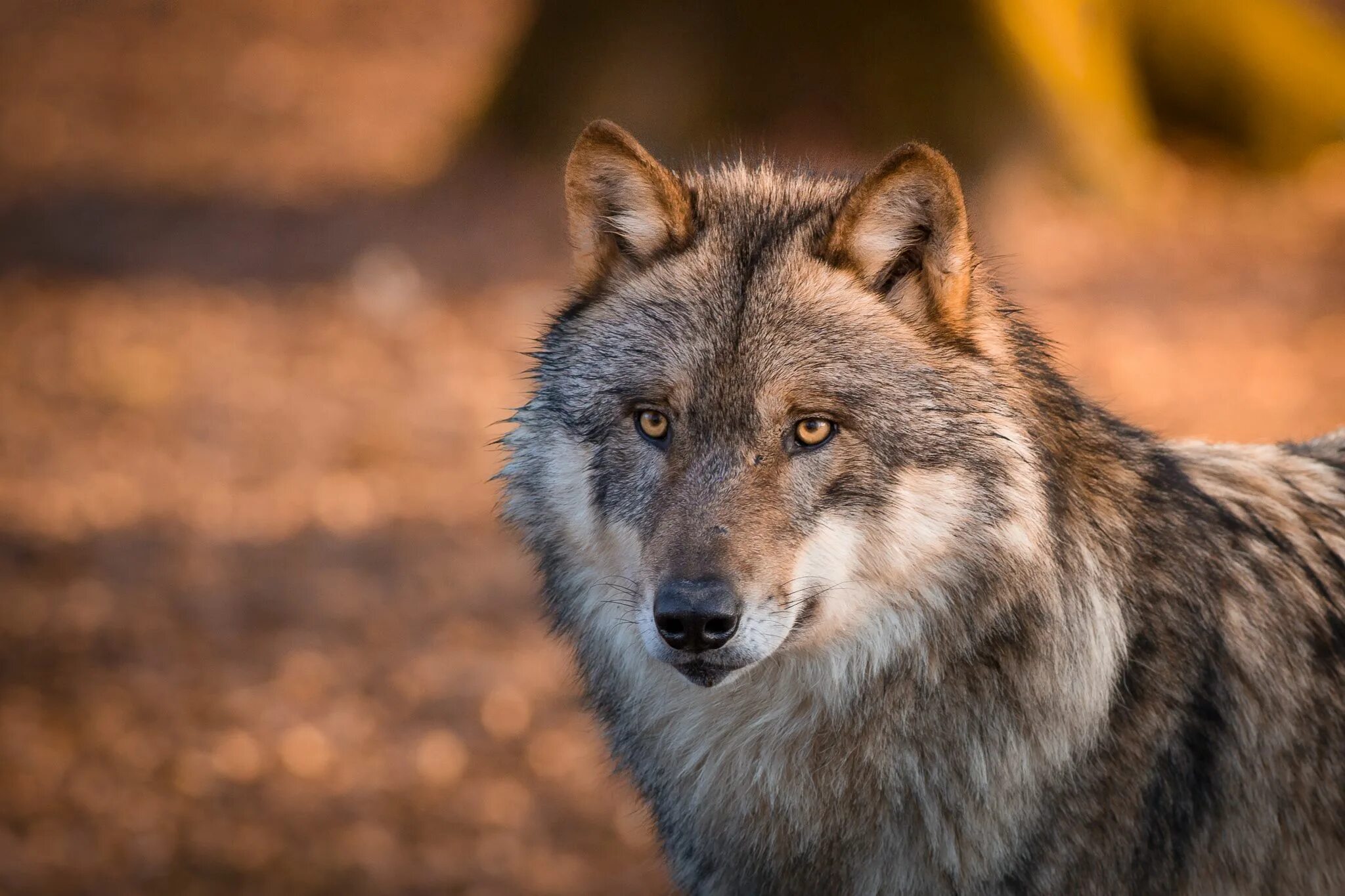 Волк моон. Картинки на рабочий стол волки. Покажи красивого волка. Красивый волк. Арлан волк.