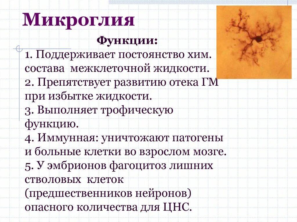 Клетки микроглии. Функции микроглии в нервной ткани. строение и функции микроглии. микроглиальные клетки функции. макрофаги микроглии.