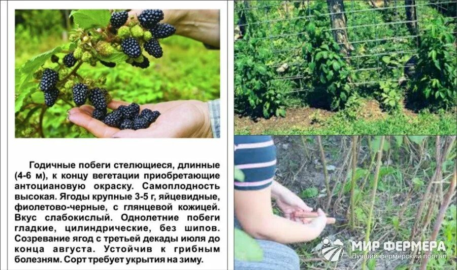 Ежевика в наличие кустовая и плетистая) 2023 Садовый центр "Анютины Глазки" ВКон