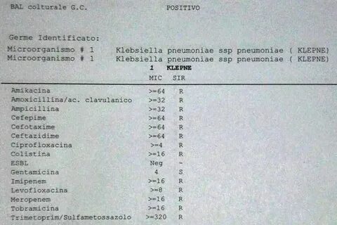 Klebsiella pneumoniae в моче