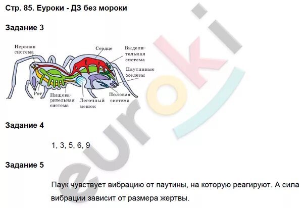 Биология 7 класс рабочая тетрадь Суматохин стр 85. Класс паукообразные 7 класс рабочая тетрадь. Рабочая тетрадь по биологии 7 класс Суматохин 2 часть стр 67. Тест паукообразные 7 класс