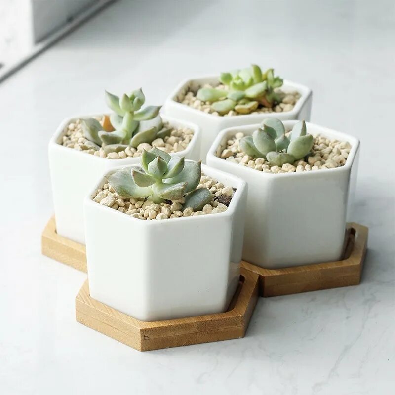 горшок для суккулентов. керамические горшки для суккулентов. суккулент в керамическом горшочке. горшочки для суккулентов. оригинальные горшки для цветов.