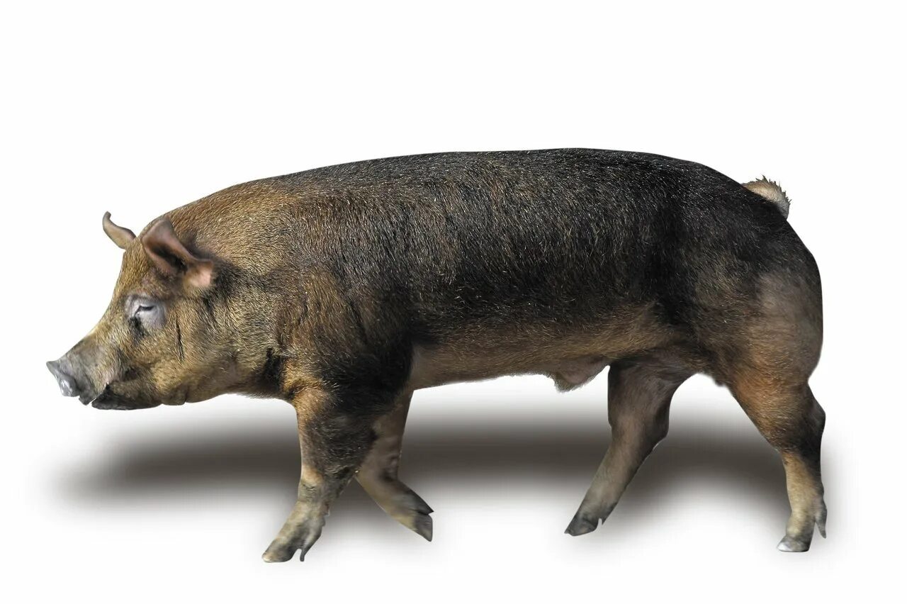 Какая порода поросят. Порода свиней Йоркшир. МАКГРОУ порода свиней. Ливенская порода свиней. Гемпширская порода свиней.