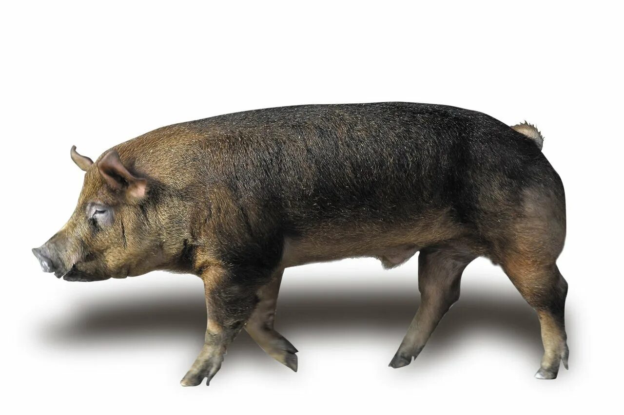 Pig looking