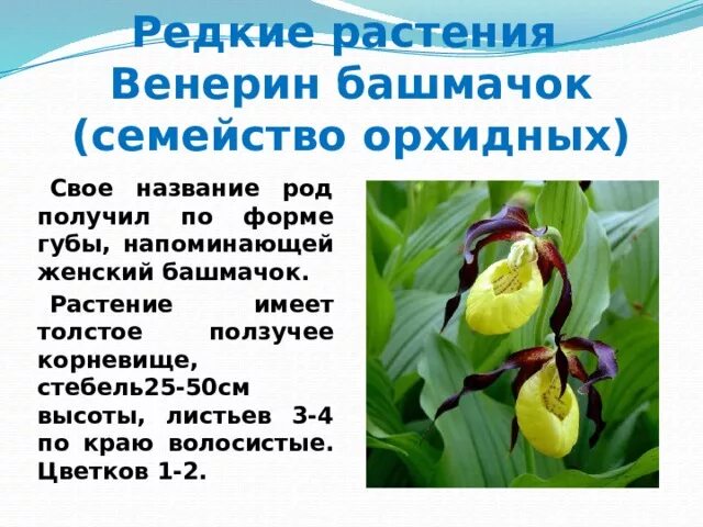 Растения и животные красной книги республики бурятия. Растения и животные красной книги республики бурятия