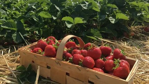 Урожайность клубники форум отзывы