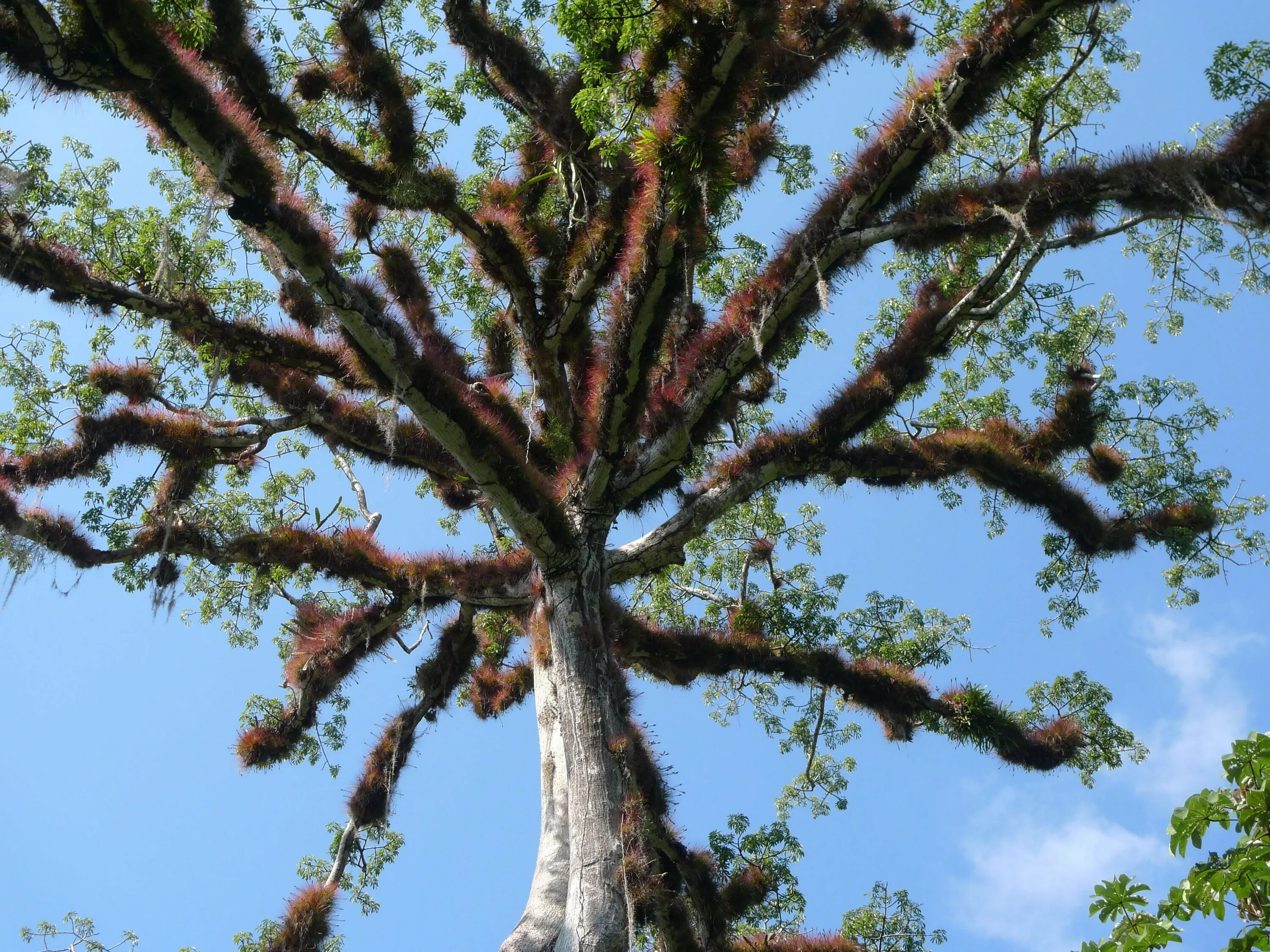 Красноватая краска из одноименного дерева 6 букв. Хлопковое дерево Сейба. Сейба хлопковое дерево Южная Америка-. Хлопковое дерево (Ceiba speciosa). Сейба в Африке.