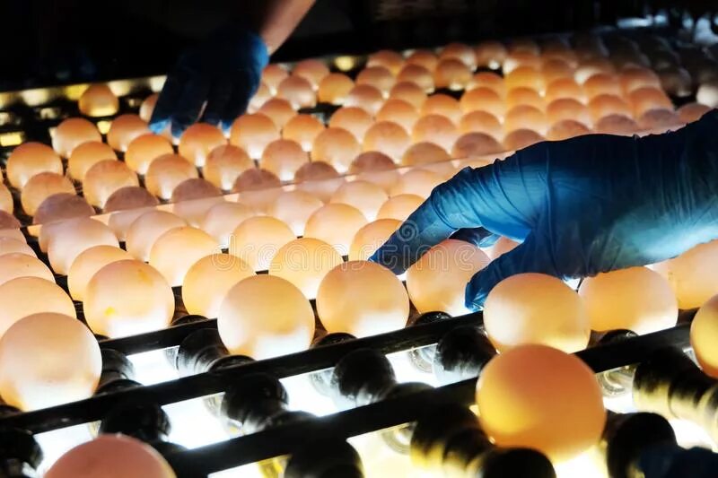 Worker egg