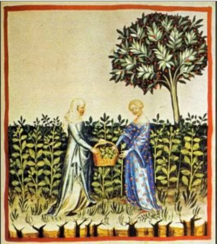 Садами здоровья – Hortus Sanitatis. Мудрец с цветами. Мудрец растение. Tacuinum Sanitatis картинки.