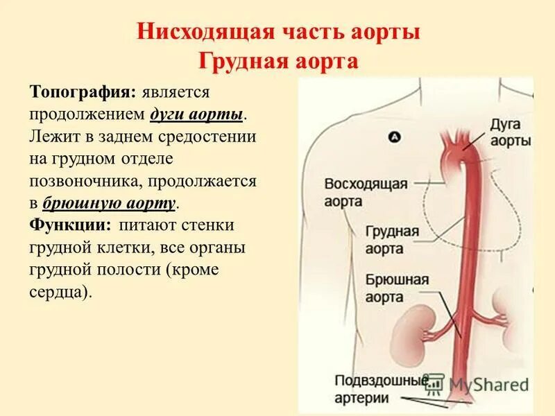 3 брюшная аорта. 3 брюшная аорта