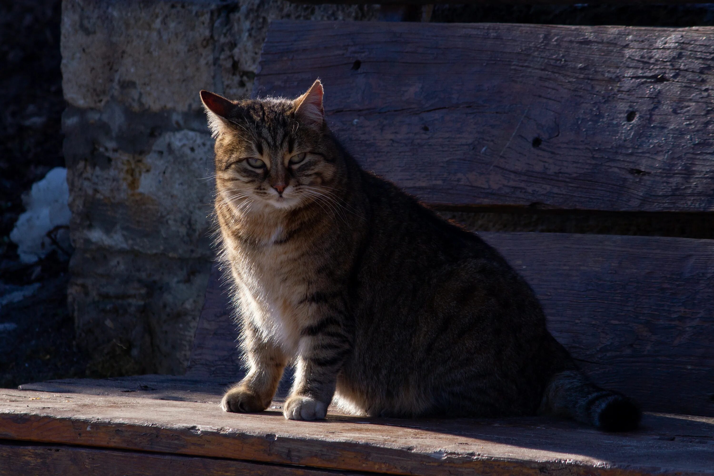 Ой коты коты. Калининградские коты коты. Кот кот кот кот кот кот Фуня. Картинки экзамен посмел котов котов коты коты коты коты коты. Кот кот кот кот кот кот Фуня Фуня Яша Яша.