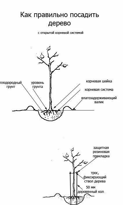 Какие деревья можно сажать весной. Схема посадки низкорослых яблонь. Схема посадки косточковых деревьев. Схема посадки плодового саженца. Схема посадки полукарликовых яблонь.