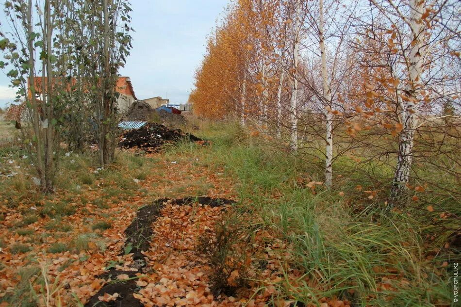 Сад степь двор все было в холодной степи знаки препинания. Цветники пита удольфа. Сад степь двор всё было в холодной тени знаки препинания. Сад степь двор все было. Схема предложения сад степь двор все было в холодной тени.