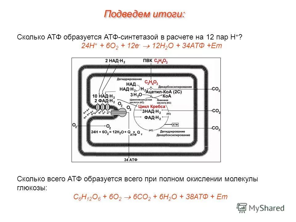 Дыхание сколько атф образуется. Сколько АТФ образуется при окислении ПВК. H-зависимой АТФ-синтетазой. Пример реакции с АТФ синтетазой. При восстановлении 24 протонов водорода АТФ-синтетазой образуется:.