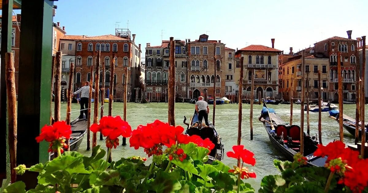 Venice rose. Розовая венеция. La fenice pour femme the merchant of venice. Фестиваль цветущей розы венеция. Мерчант венис парфюм.
