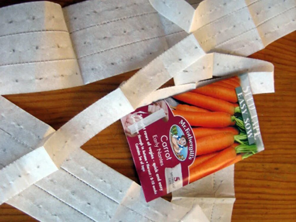 Лента с семенами моркови. Морковь на туалетной бумаге. Семена на бумажной ленте. Семена морковки на туалетной бумаге. Как клеить морковь на туалетную бумагу