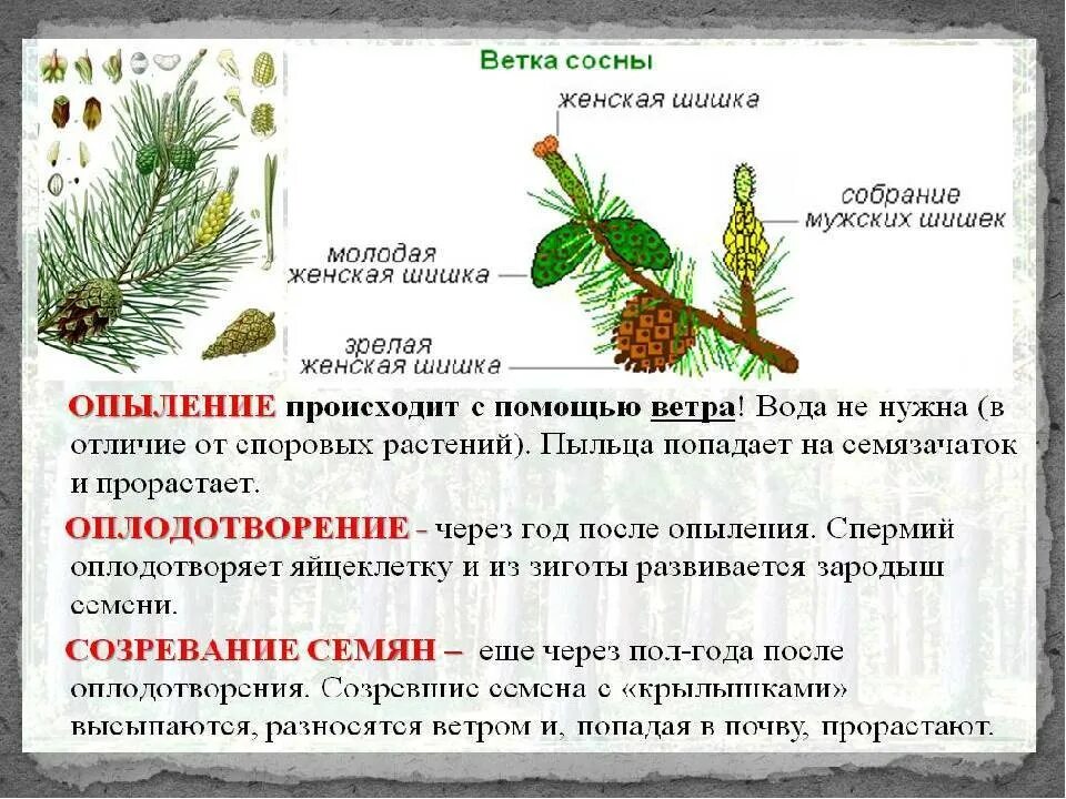 Как образуется шишка