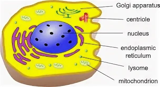 Cell name