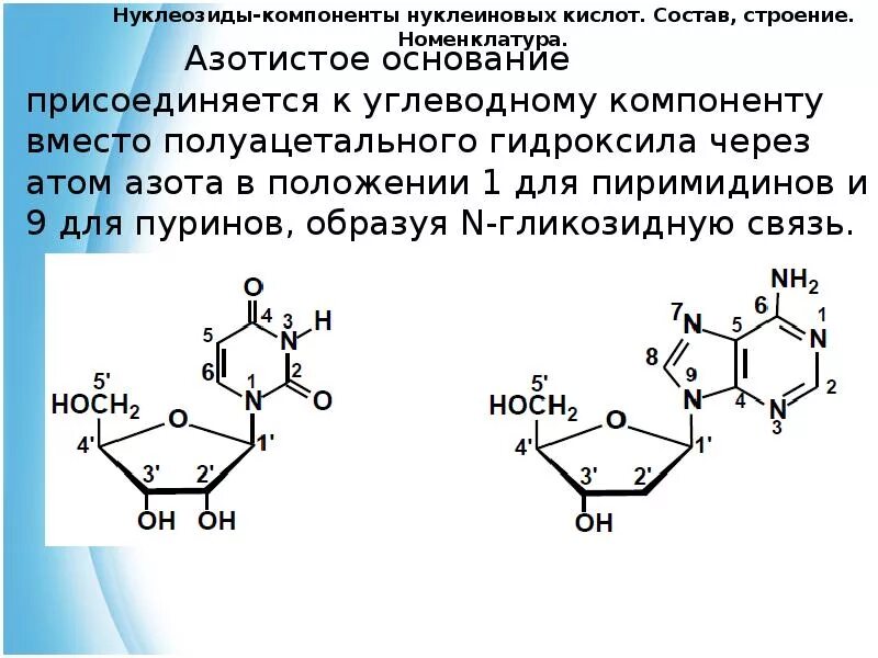Основания нуклеиновых кислот. Нуклеиновое основание дезоксигуанозина. пурин номенклатура. номенклатура пиримидинов и пуринов. углеводные компоненты нуклеиновых кислот.